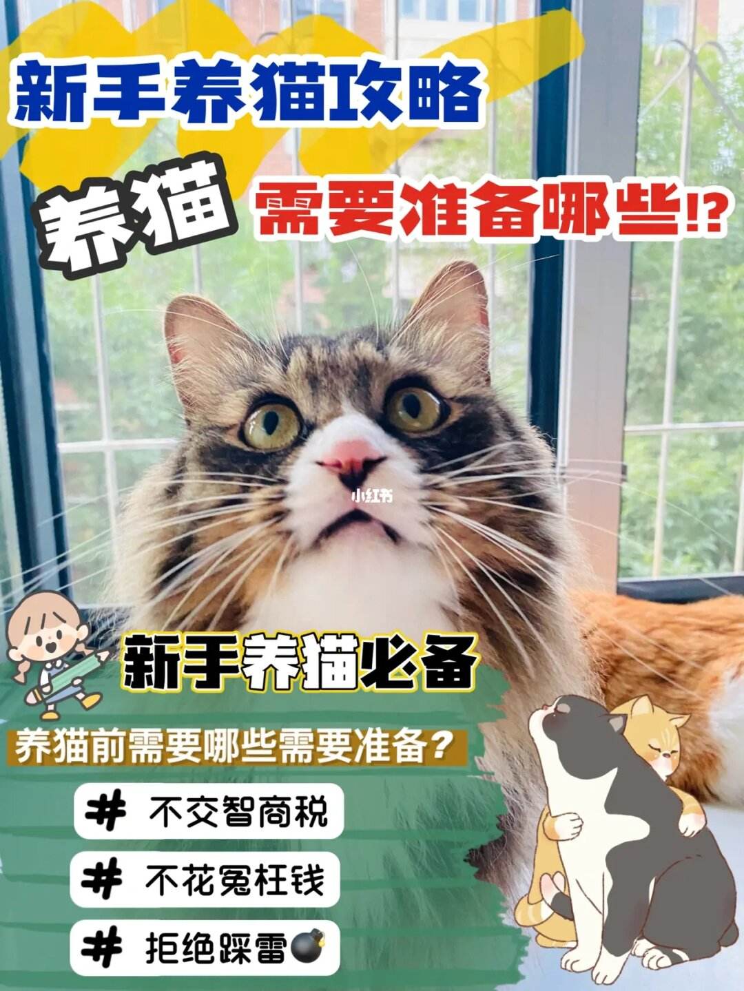 养猫需要准备什么-养猫需要准备什么东西一共多少钱