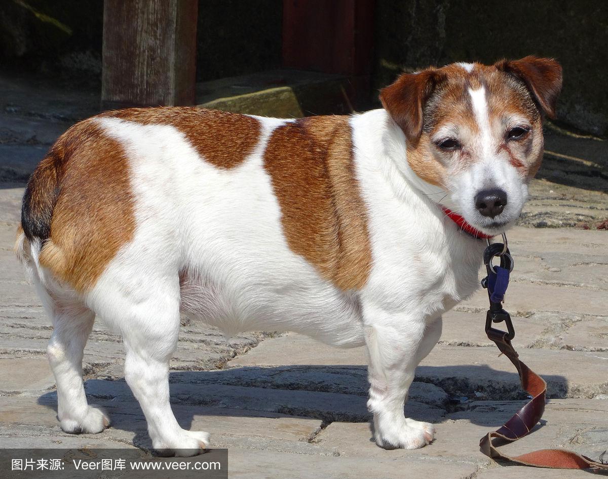 杰克罗素犬-杰克罗素犬能长多大