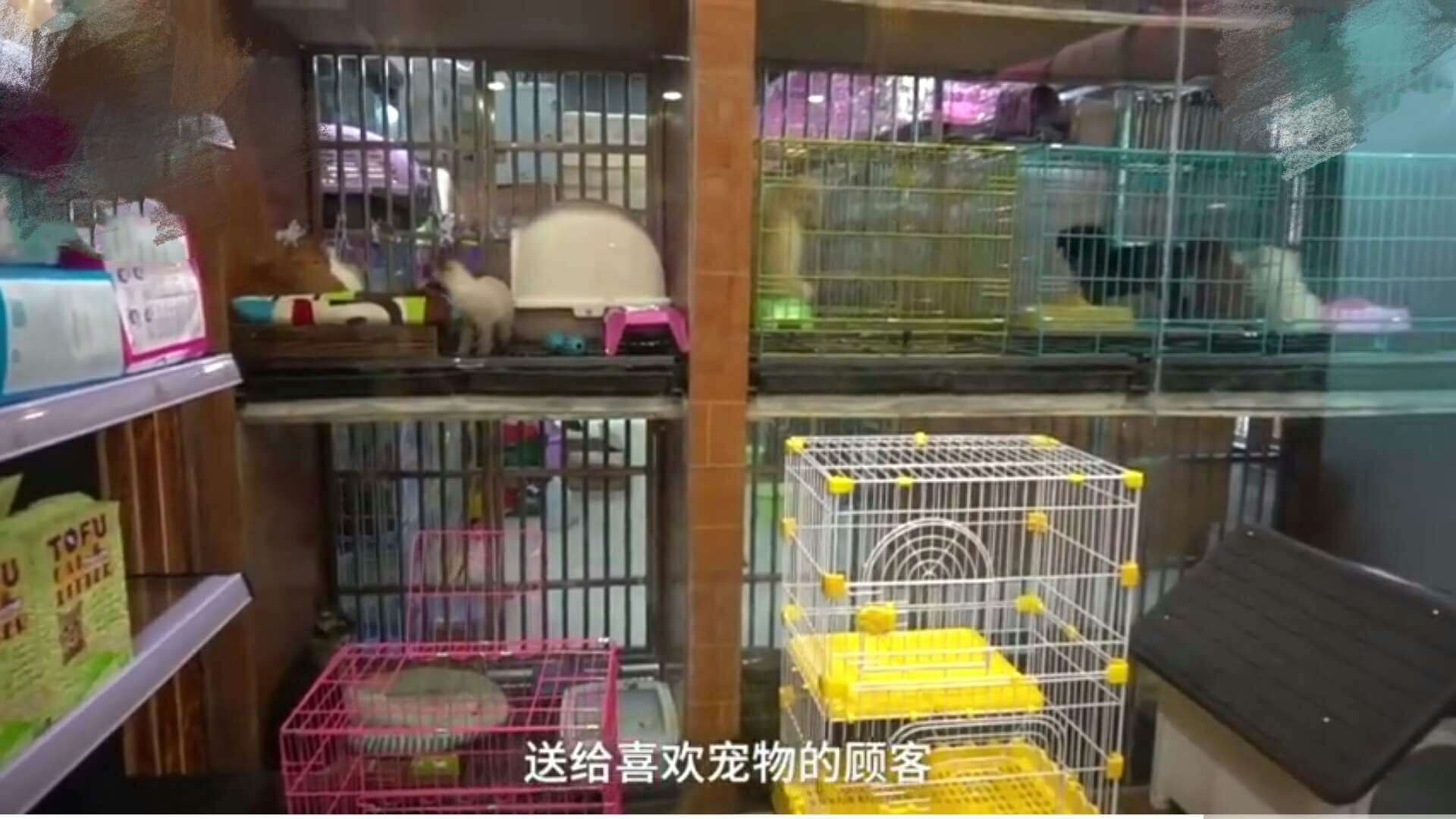 宠物店买小狗图片-宠物店买宠物注意事项