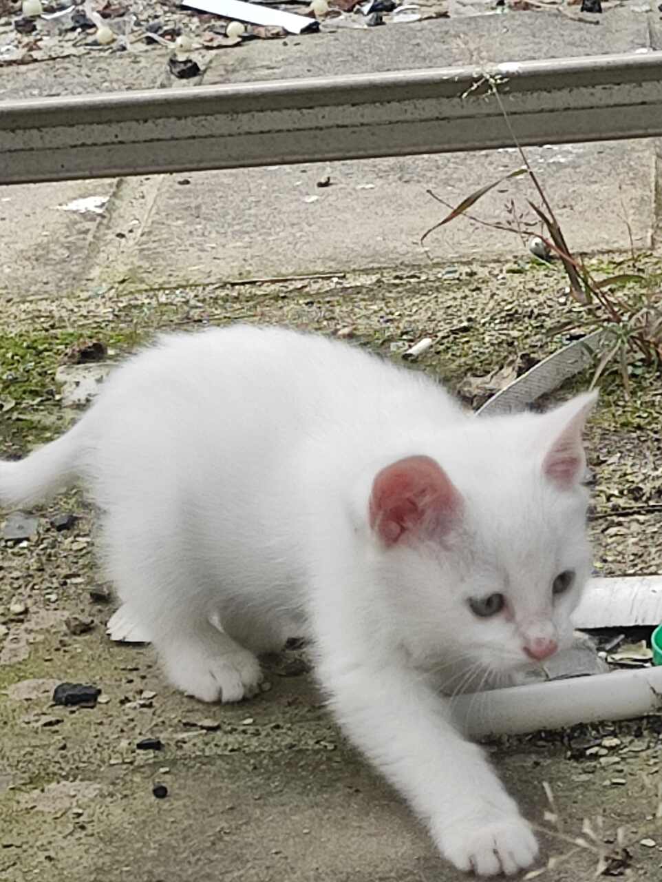 河南宠物猫-河南宠物猫市场