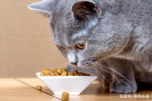 宠物猫吃什么比较好-宠物猫吃什么比较好养活