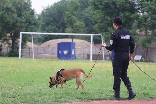 警犬宠物训练基地-警犬宠物训练基地在哪里