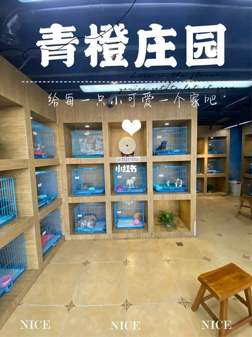 上海猫宠物店-上海猫咪宠物医院