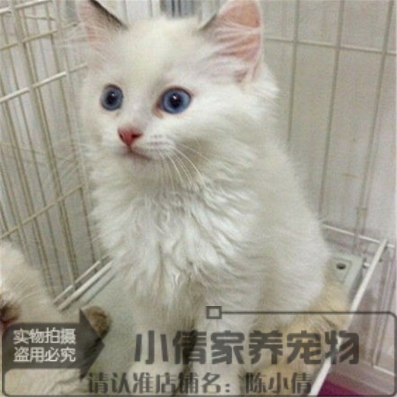 宠物猫那种猫好养-宠物猫哪种好养又不贵