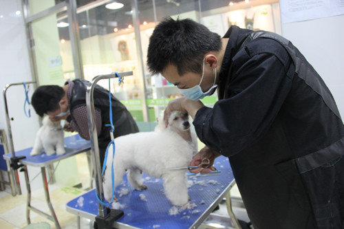 宠物美容师宠物店怎么考核-宠物美容师宠物店怎么考核的