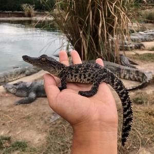 宠物鳄鱼如何饲养-宠物鳄鱼饲养方法