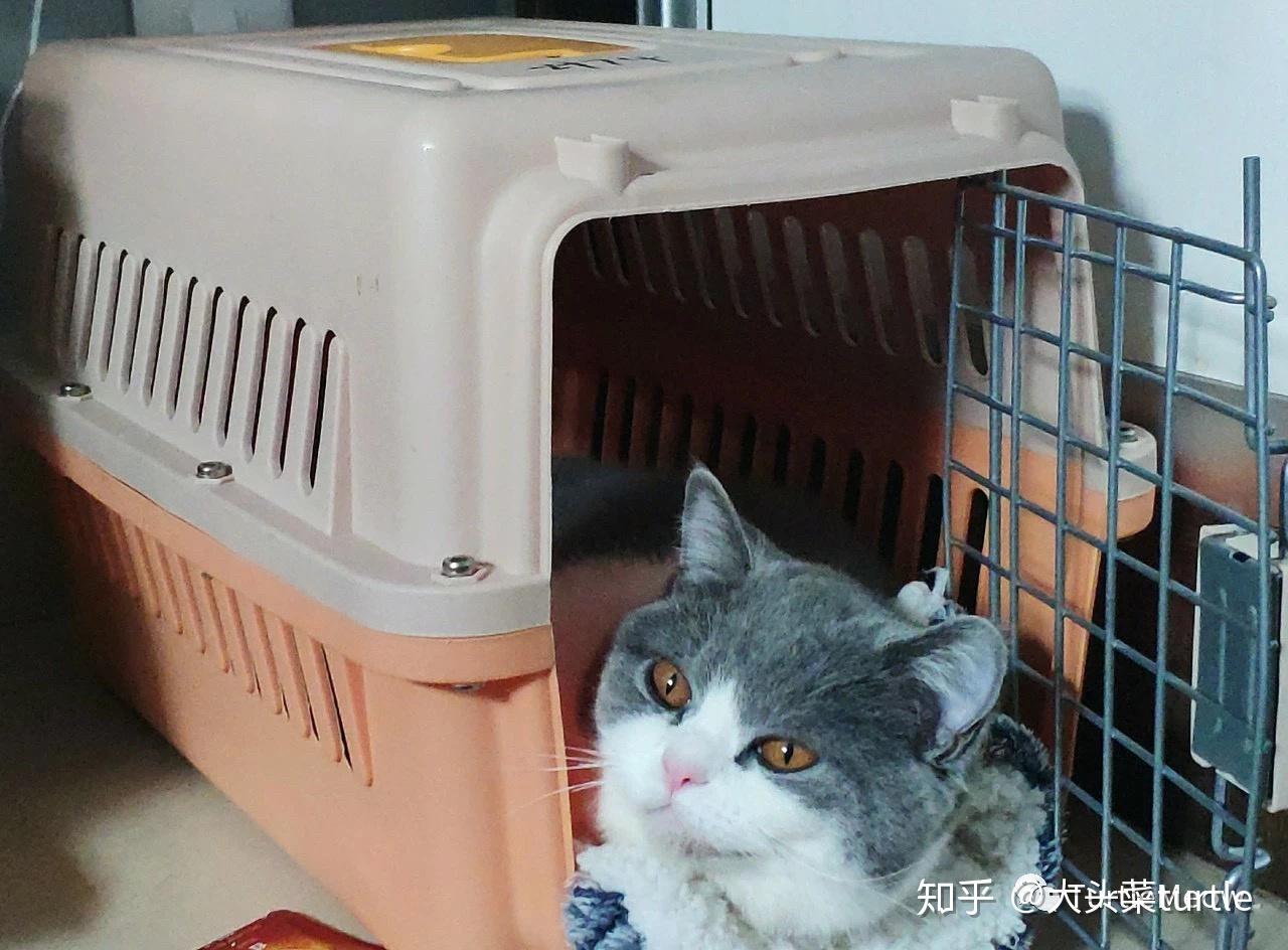 飞机可以带宠物猫吗-飞机上可以带宠物猫吗