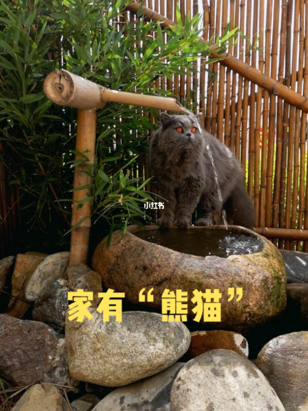 熊猫吃鱼吗-熊猫吃鱼吗英文