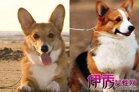 宠物犬智商排名-宠物犬智商排名大全