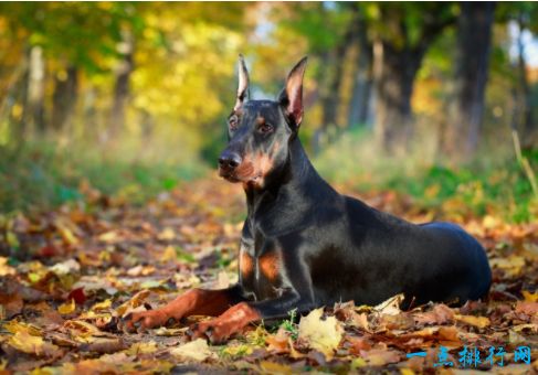 宠物犬智商排名-宠物犬智商排名大全