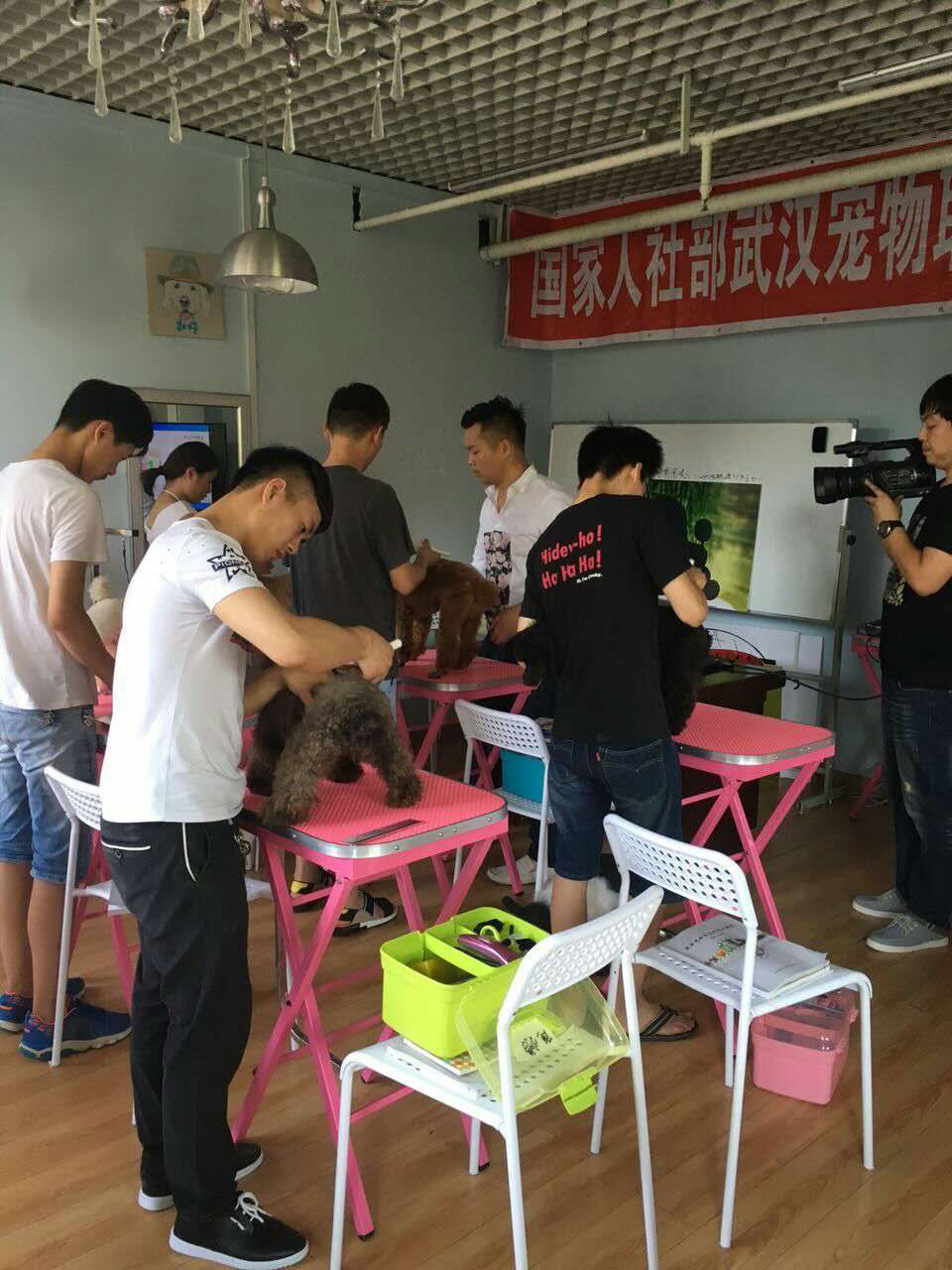 郑州宠物美容机构-郑州宠物美容店