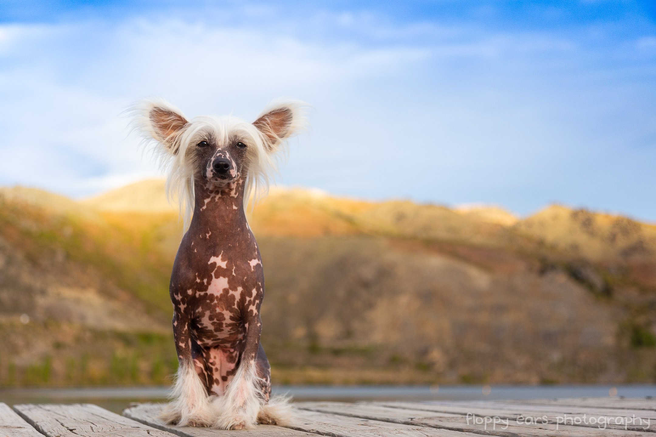 中华冠毛犬-中华冠毛犬图片及价格