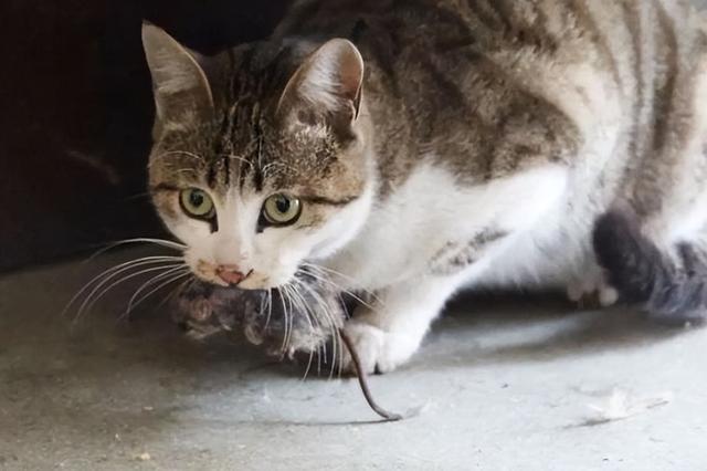 把土猫当宠物猫养-土猫当宠物猫养是不是有病