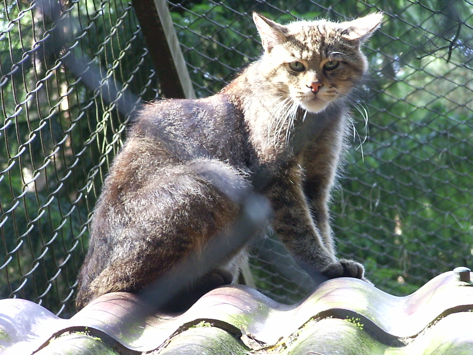 非洲金猫属-非洲金猫和狞猫