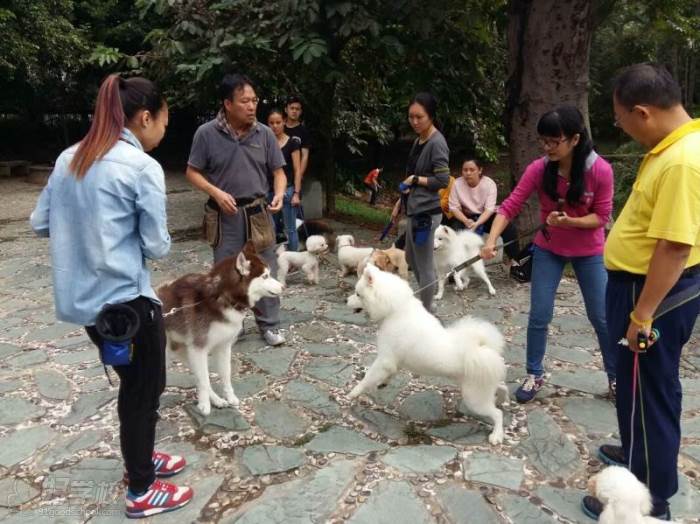 训犬宠物学校宠物培训-宠物训犬基地