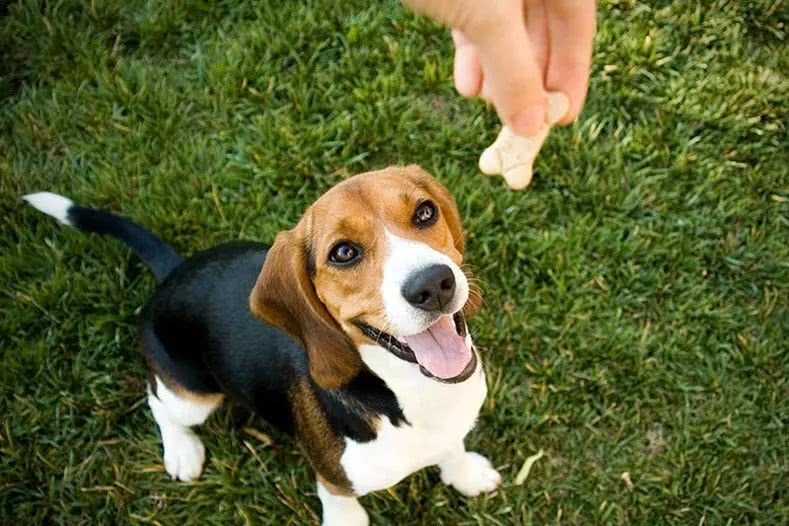 训犬宠物学校宠物培训-宠物训犬基地