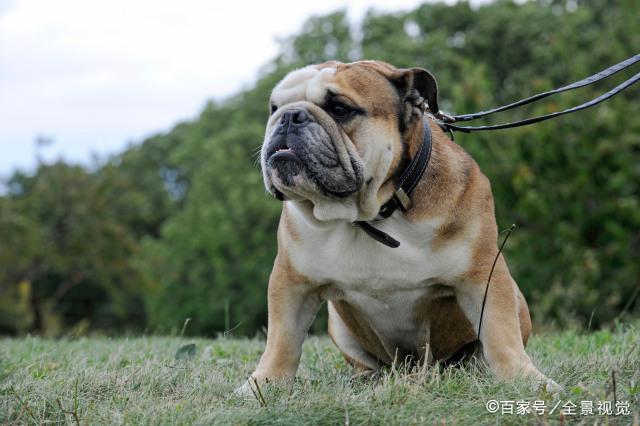 美国斗牛犬-美国斗牛犬是烈性犬吗