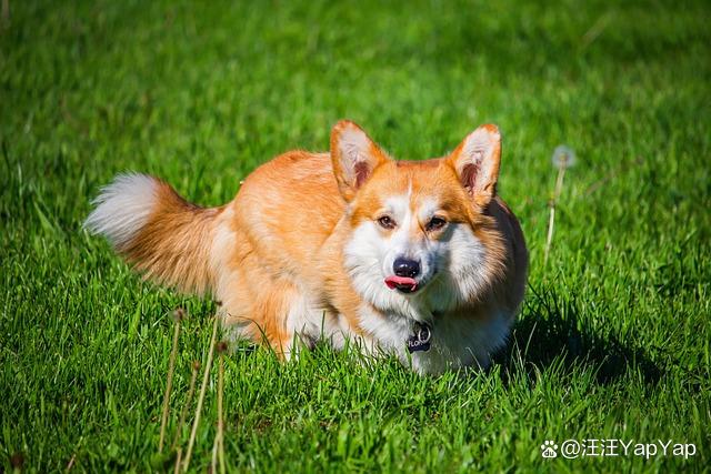 宠物春夏换毛-宠物换毛需要多长时间