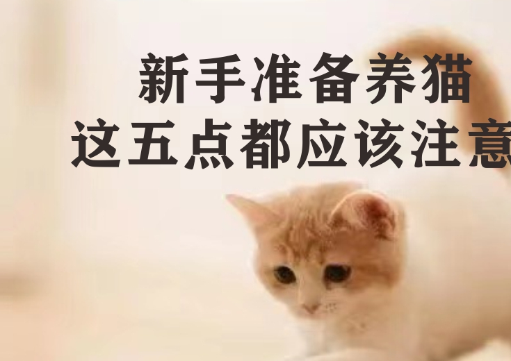 去买宠物猫要注意什么-去买宠物猫要注意什么细节