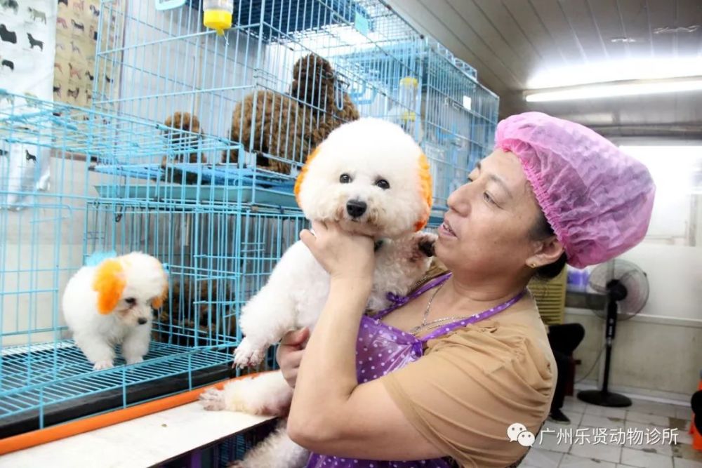 上海宠物店寄养狗多少钱-上海寄养狗狗一个月多少钱