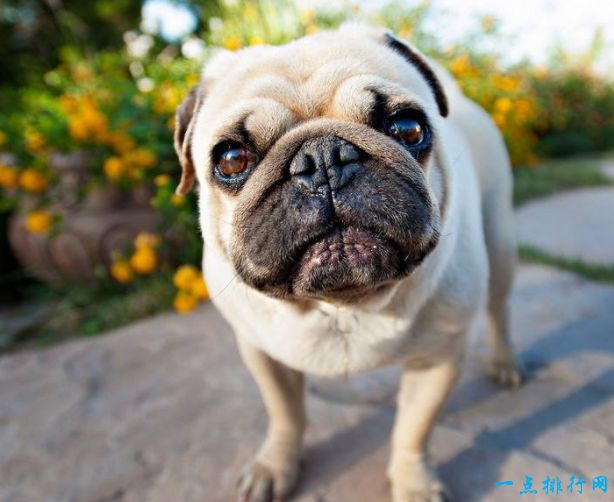 名犬宠物定价-名犬宠物定价多少钱