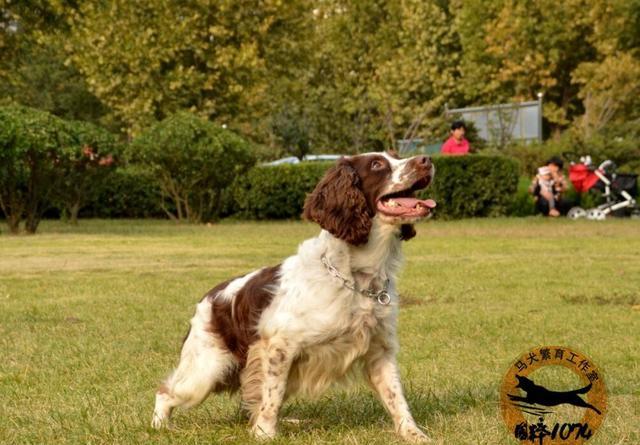 缉毒犬史宾格-缉毒犬史宾格犬多少钱一只