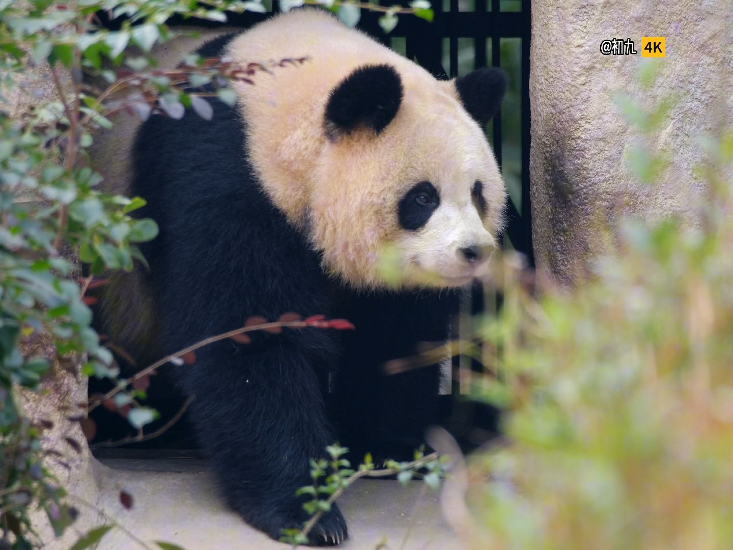 小狗可以吃苹果吗-小狗可以吃苹果吗?为什么