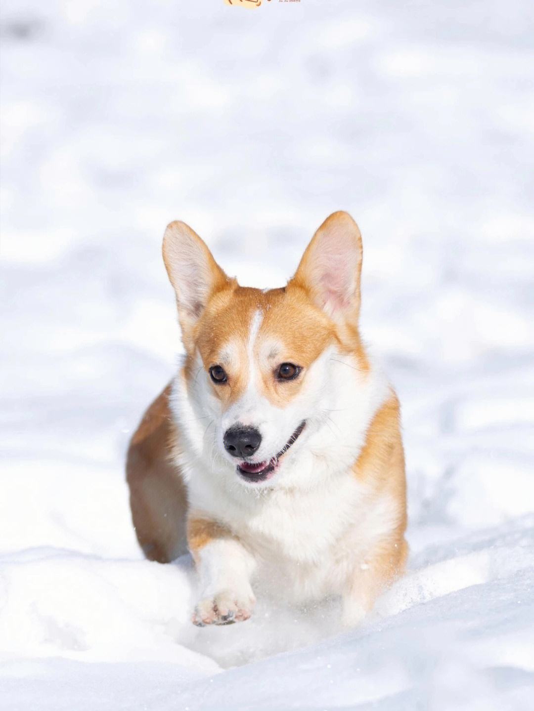 宠物狗玩雪-狗狗玩雪头像