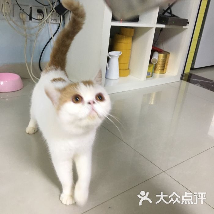 北京宠物店猫-北京猫咪宠物店