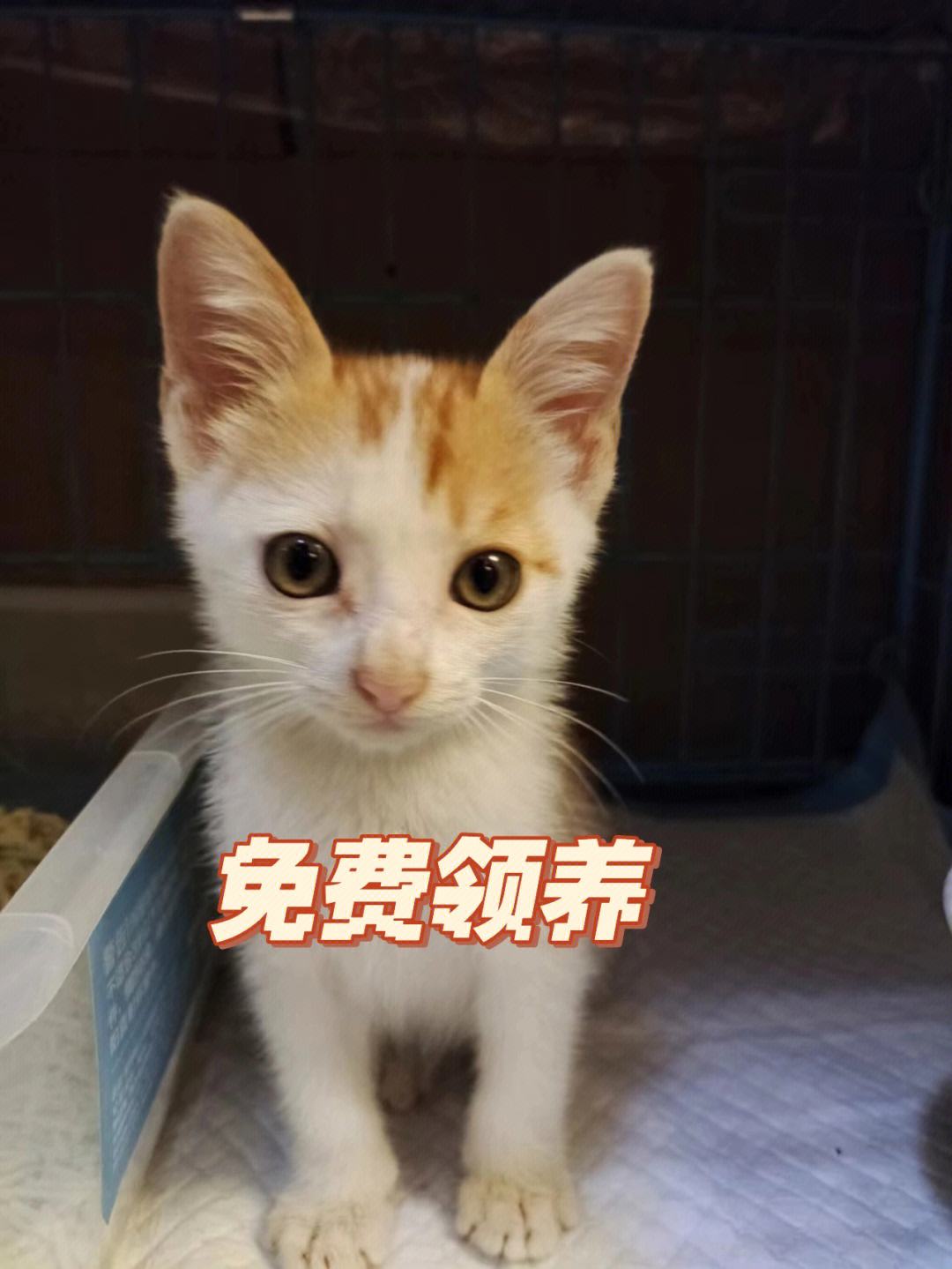 北京宠物猫免费领养-北京宠物猫免费领养中心