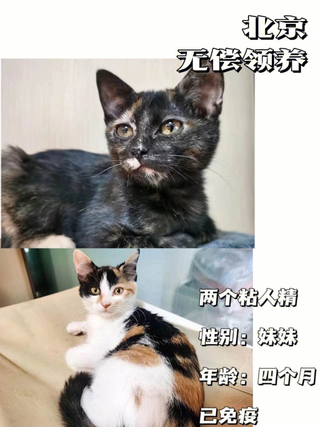 北京宠物猫免费领养-北京宠物猫免费领养中心