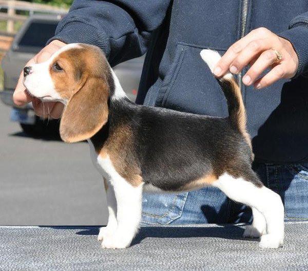 比格犬好养吗-比格犬好养吗?比格犬的喂食要点