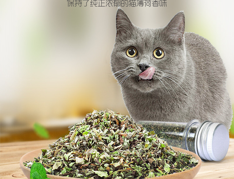 猫薄荷图片-猫薄荷图片以吃吗