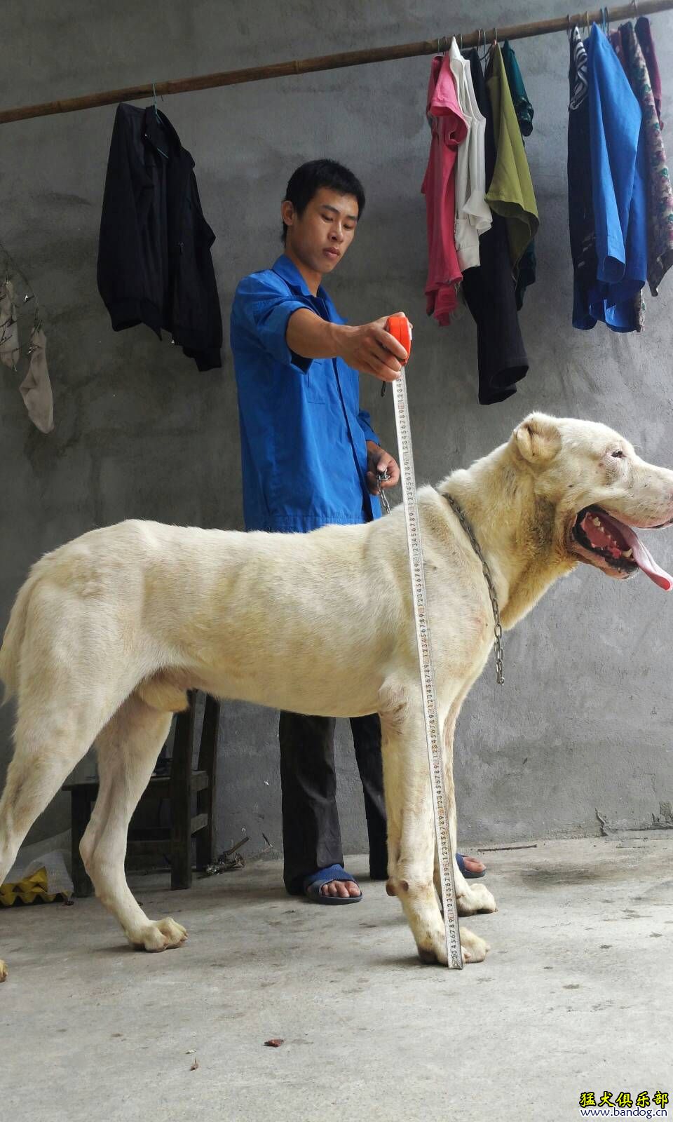 中亚犬图片-中亚犬图片多少钱一只