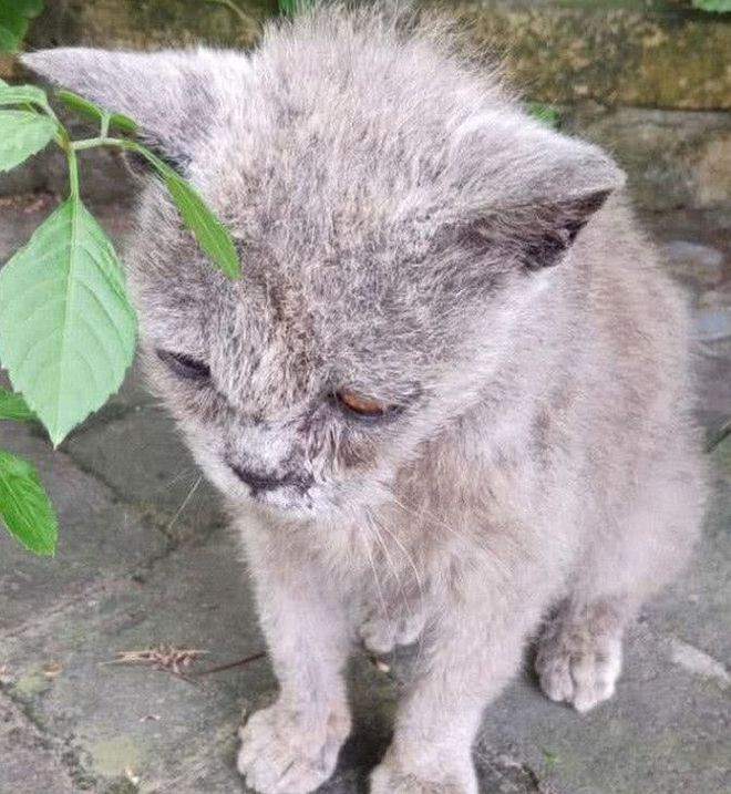 宠物猫流浪猫-宠物猫流浪猫舞蹈视频