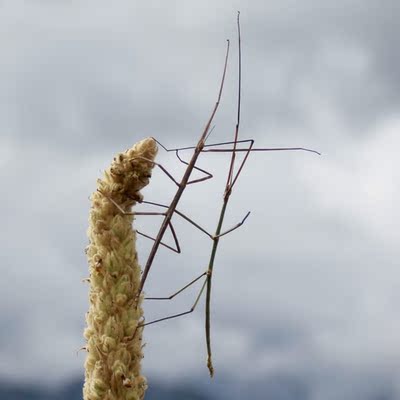 宠物昆虫产卵枝-宠物昆虫产卵枝条图片