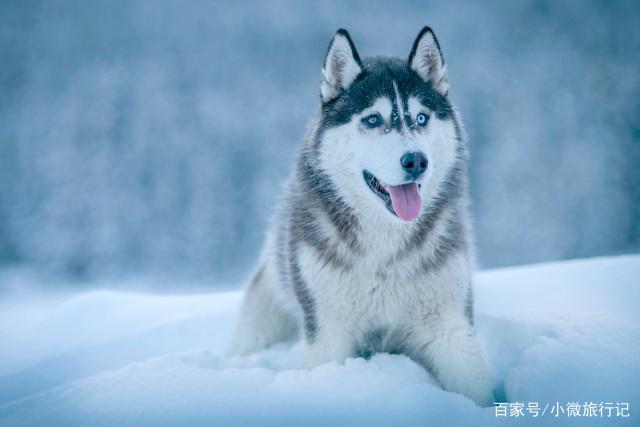 阿拉斯加雪橇犬哈士奇-阿拉斯加雪橇和哈士奇的区别