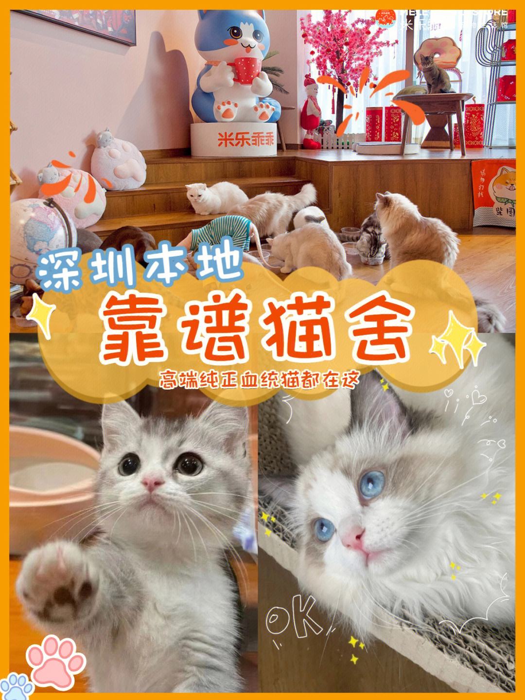 星期猫是什么意思-星期猫是什么意思?星期猫可以救活吗?