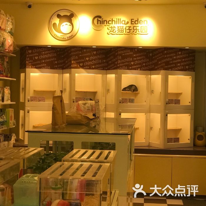 南安那里有龙猫宠物店-泉州南安宠物领养中心在哪