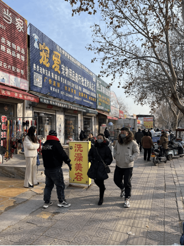 开封市宠物市场-开封市宠物市场小猫咪