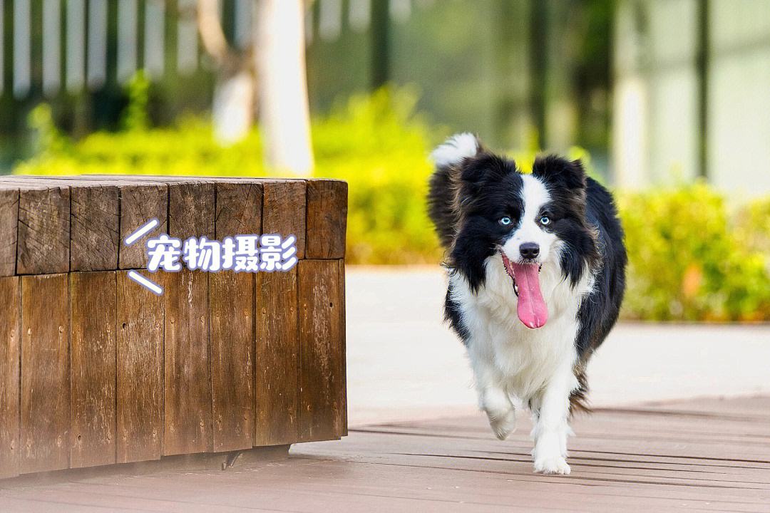 苏州宠物拍摄-苏州宠物拍摄基地