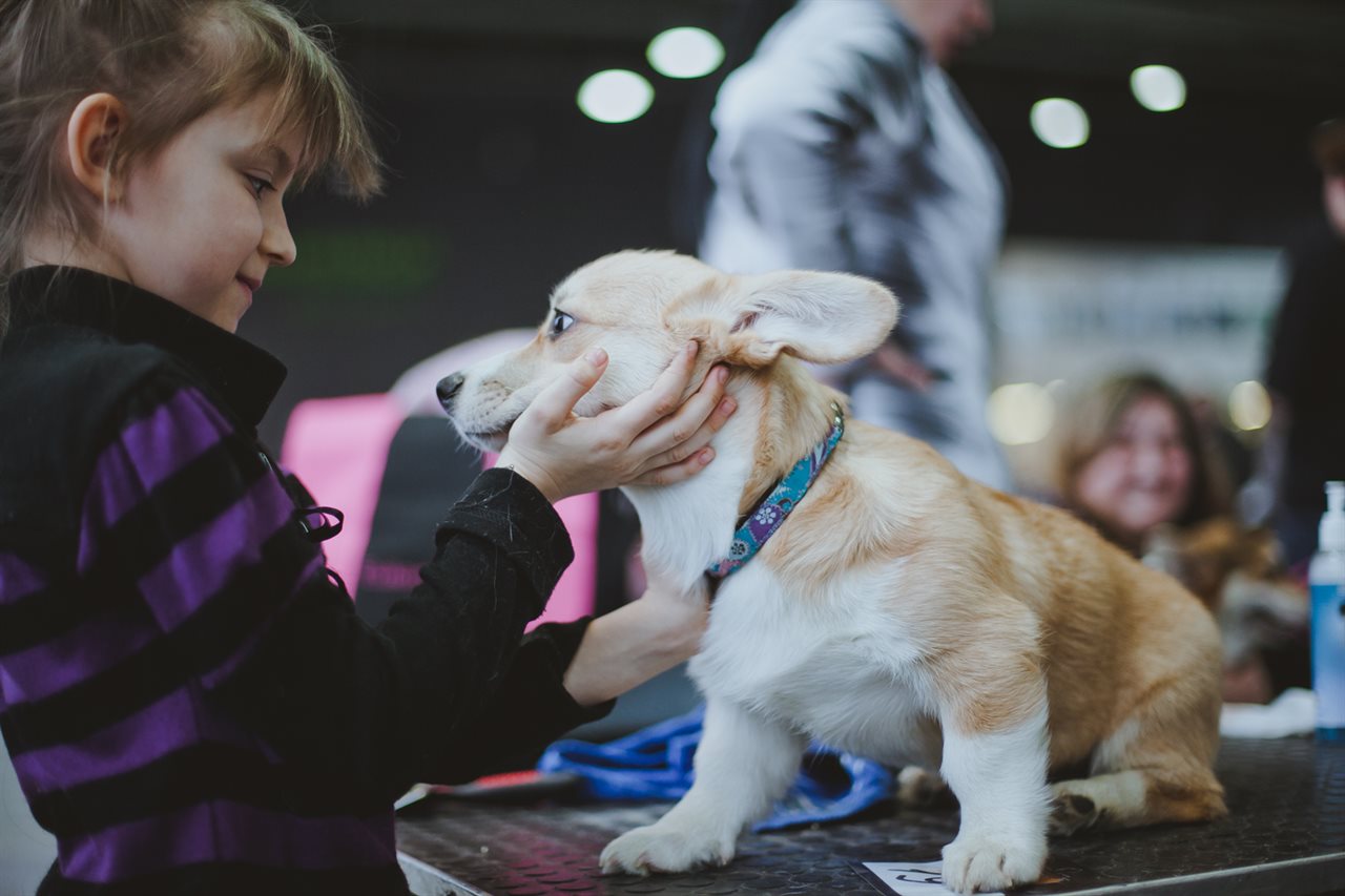 关于dogshow宠物店的信息