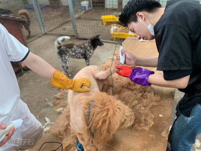 威廉宠物美容学校-厦门威廉张宠物美容培训学校