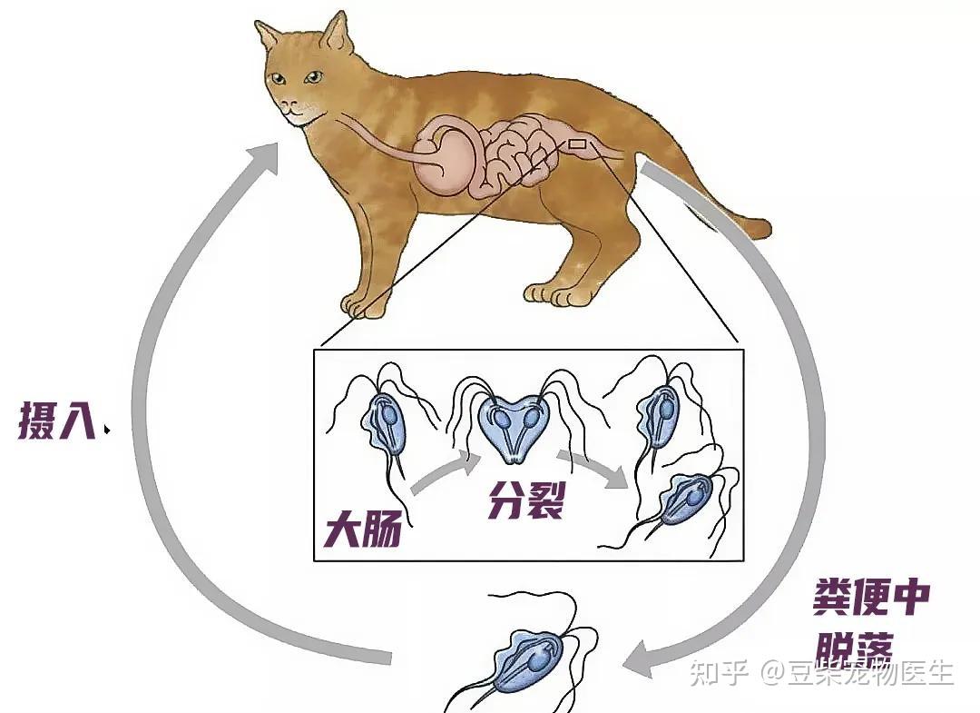 宠物滴虫什么症状-宠物滴虫用什么药效果最好