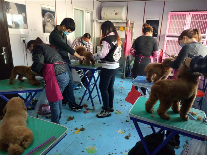 贵阳有学宠物美容的吗-贵阳宠物训练学校哪家好