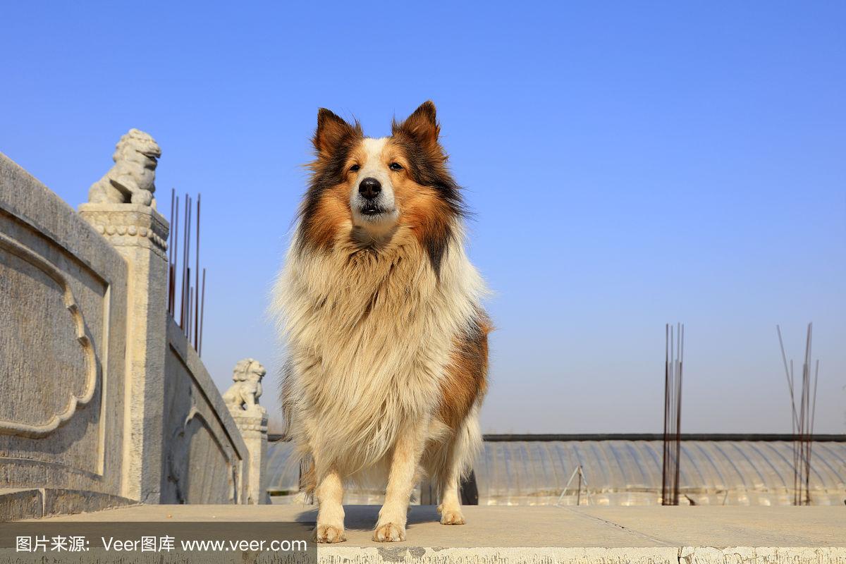 苏格兰牧羊犬好养吗-苏格兰牧羊犬可以养吗