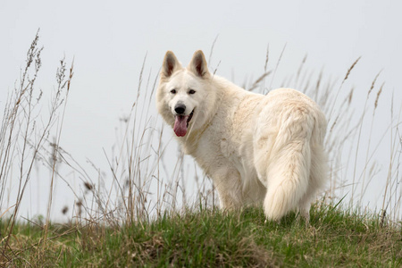 白色德国牧羊犬-白色德国牧羊犬价格