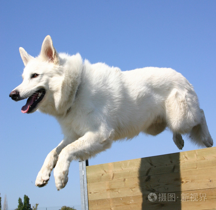 白色德国牧羊犬-白色德国牧羊犬价格