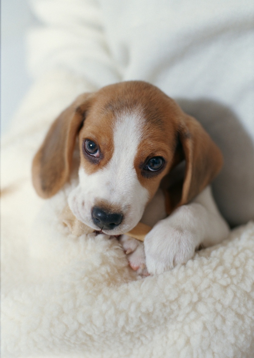 各种宠物犬图片-各种宠物狗的名字和图片