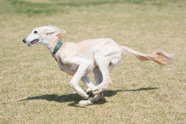 萨路基猎犬-萨路基猎犬哪里有卖的